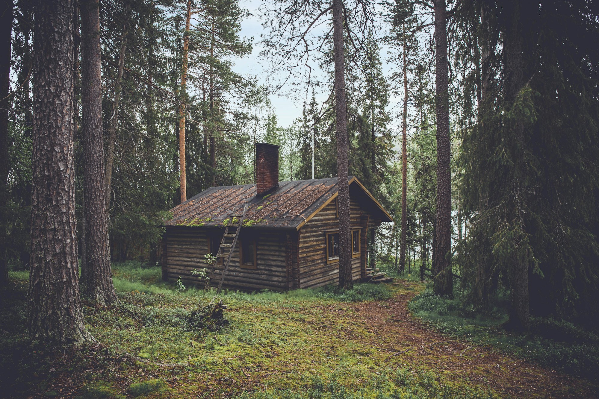 A quiet timber cabin surrounded by a sunlit forest